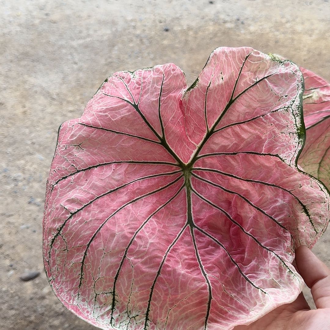 完全开放D044乌冬