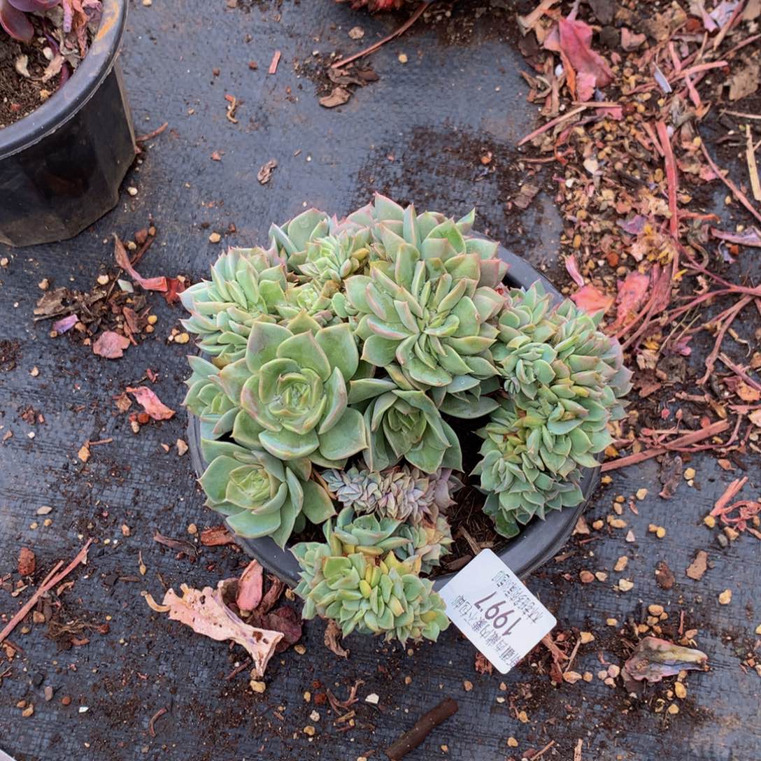 秋1997不知名多肉