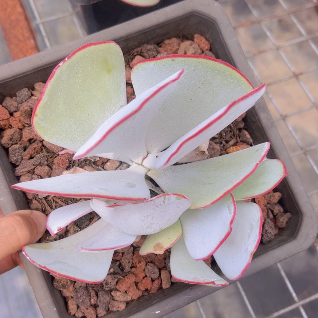 白眉大盆大单头带仔精品多肉