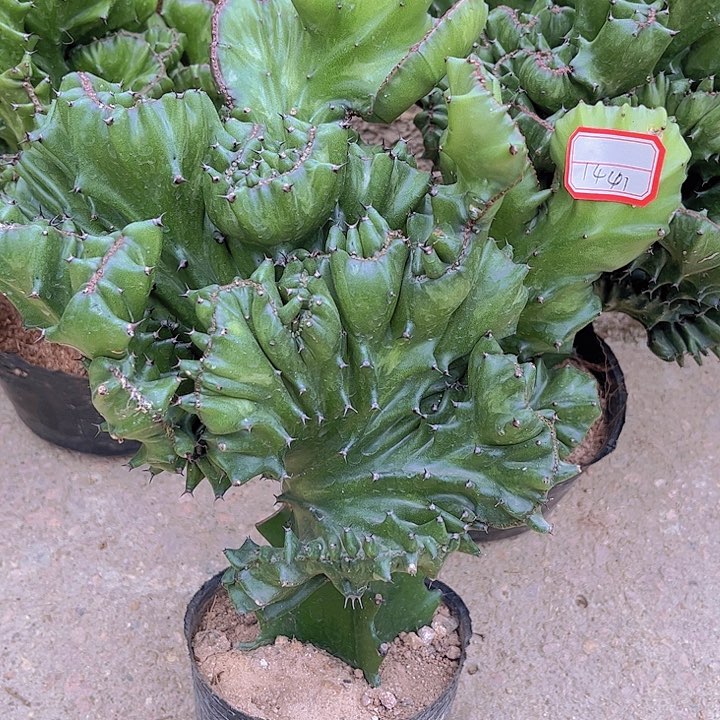 大戟科植物玉麒麟50