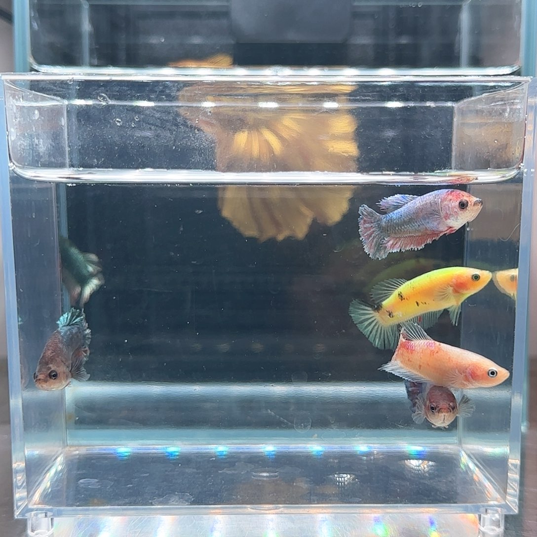 斗鱼活体观赏鱼好养耐活