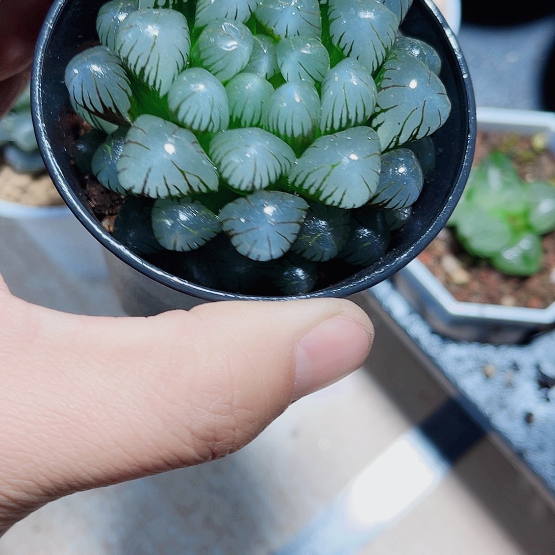 潘氏冰灯雨露新手好养