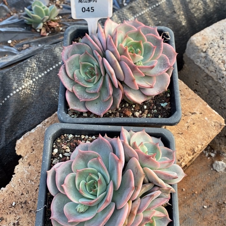 ༺***༻D045- 直播福利 安吉丽娜两颗