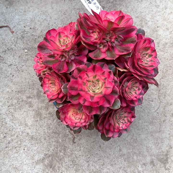 589荔枝多肉植物