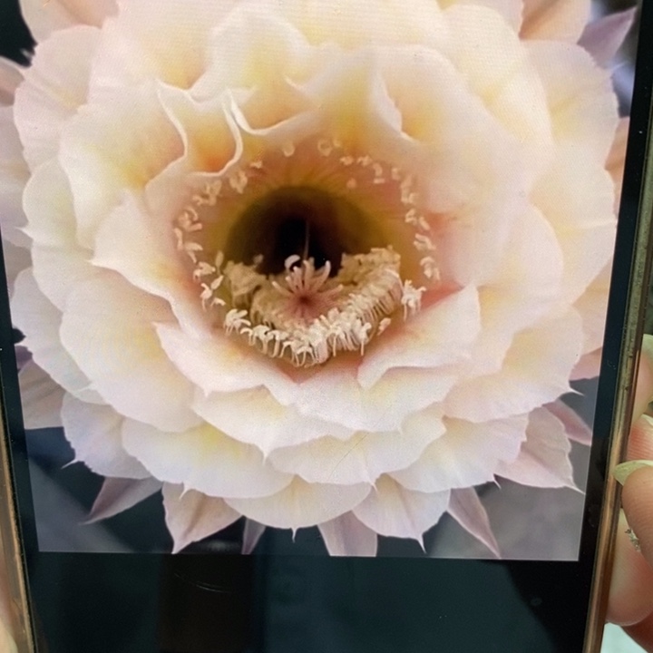 彩草素玉侧芽2公分左右