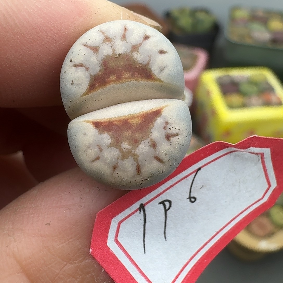 196多肉哈哈哈哈哈哈哈