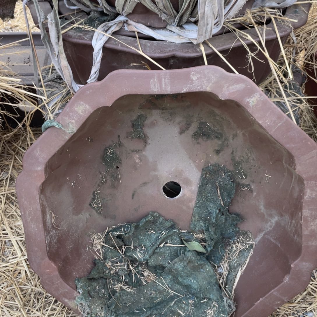 紫砂奎式 大号 一只