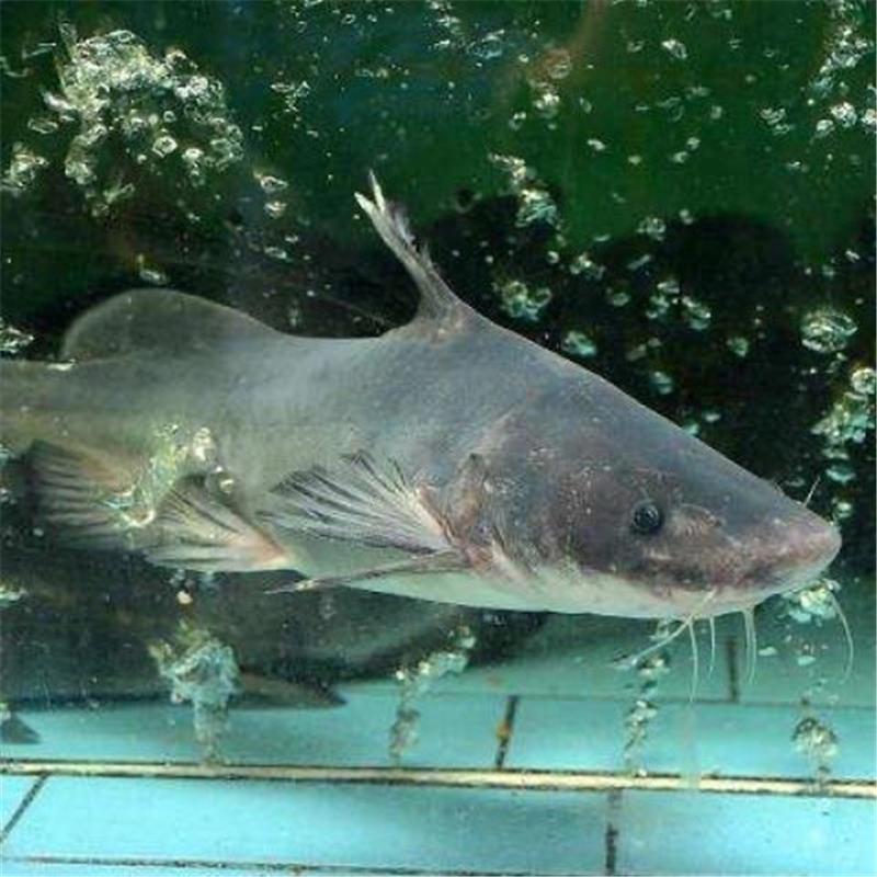 鲜活淡水鱼   江团   肉质鲜嫩