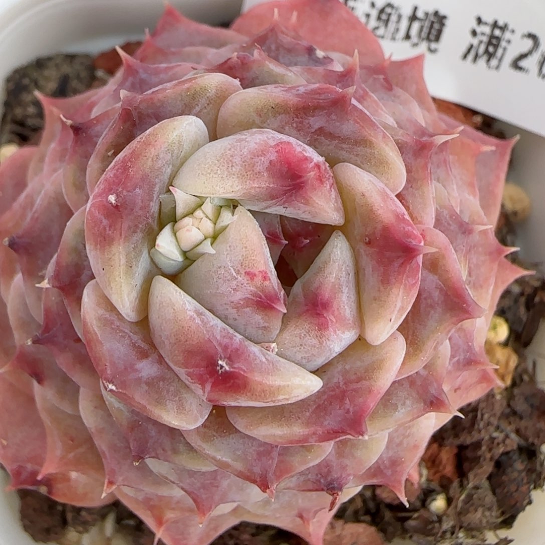 花语逸镜0206-250