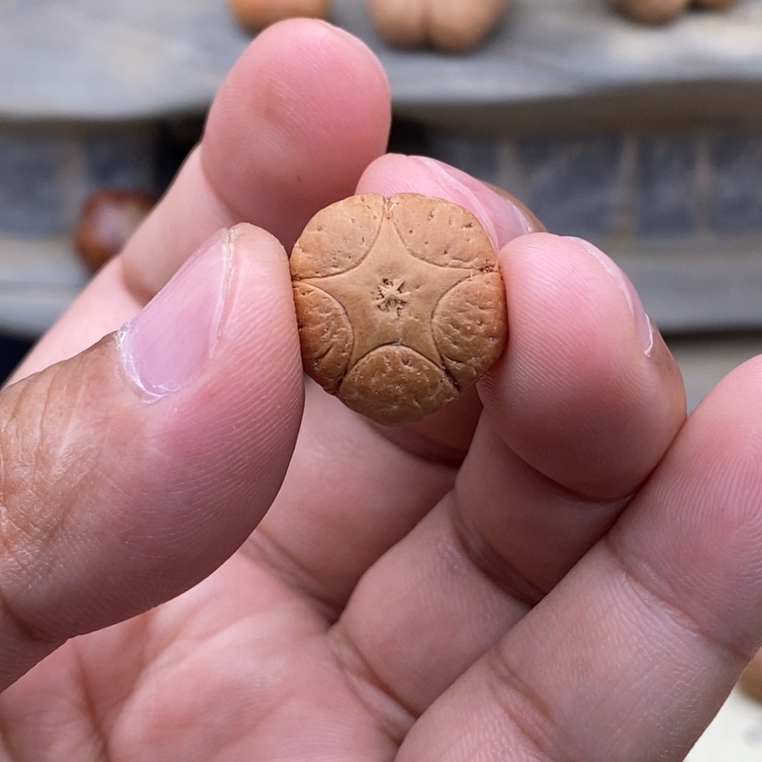 吊坠凤眼菩提五星三通