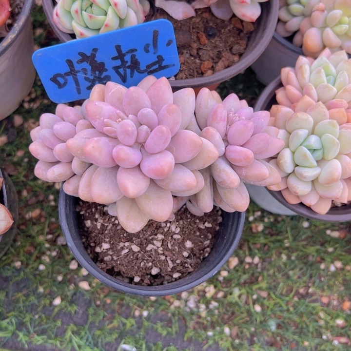 健健康康平平安安