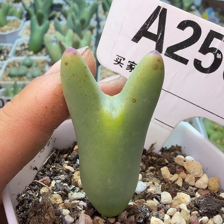 250。满38包邮肉锥