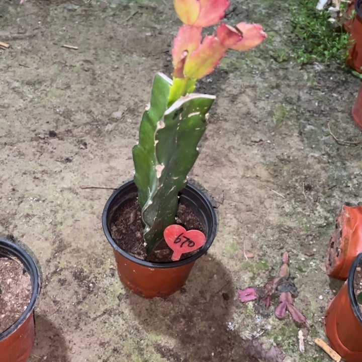 玲***韵当前无花栽培后可以开花083  670弯