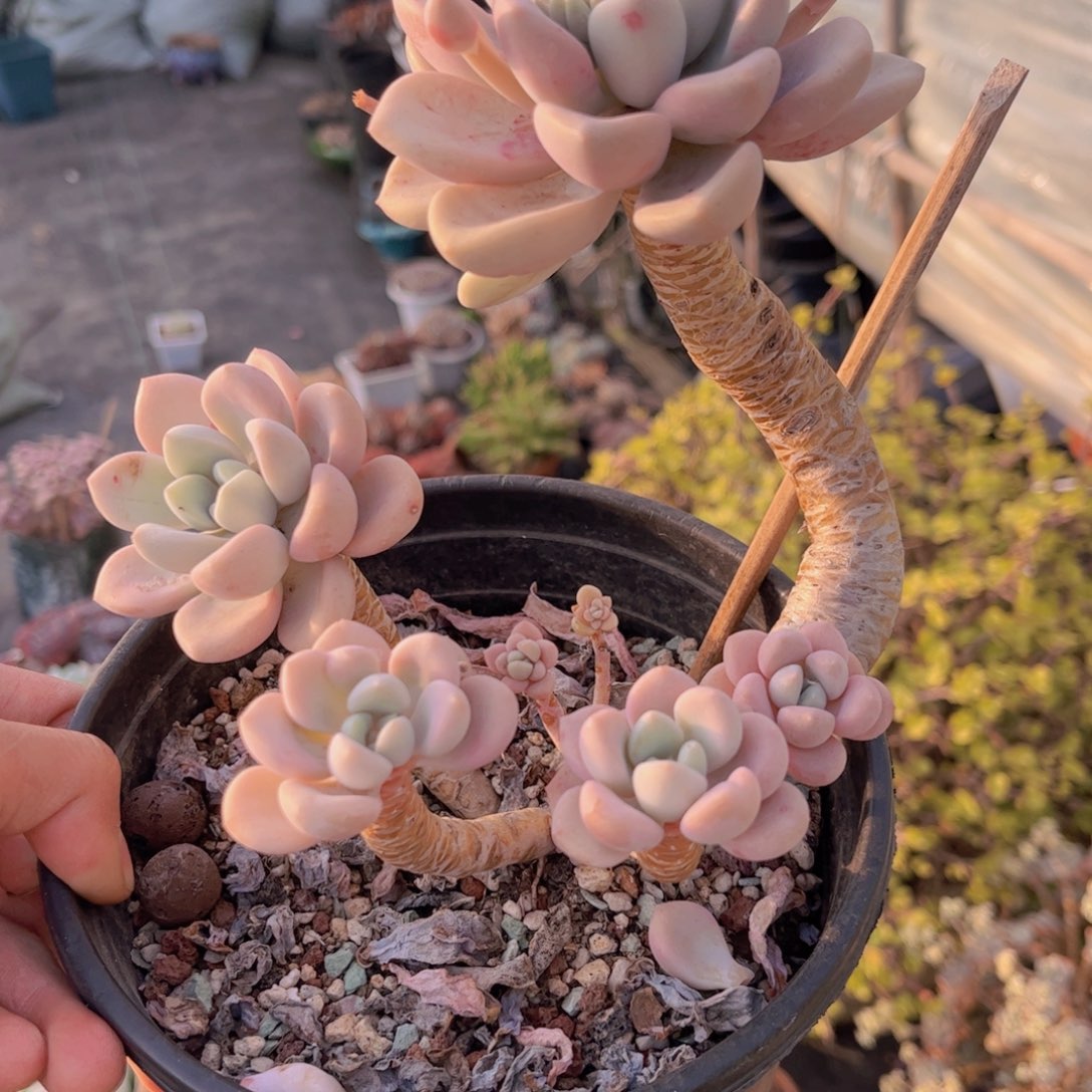 友家多肉一物一拍