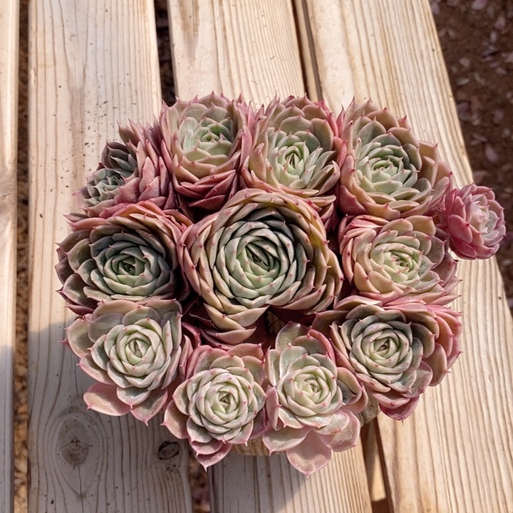 昂斯诺 韩货精品