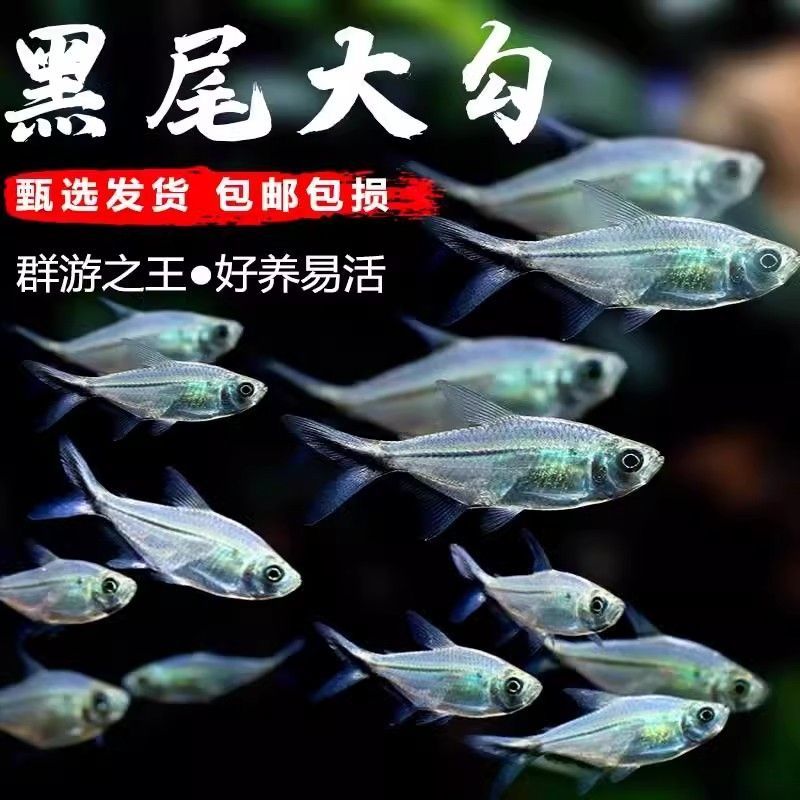 黑尾大勾群游观赏鱼草缸小型活体热带淡水灯科混养