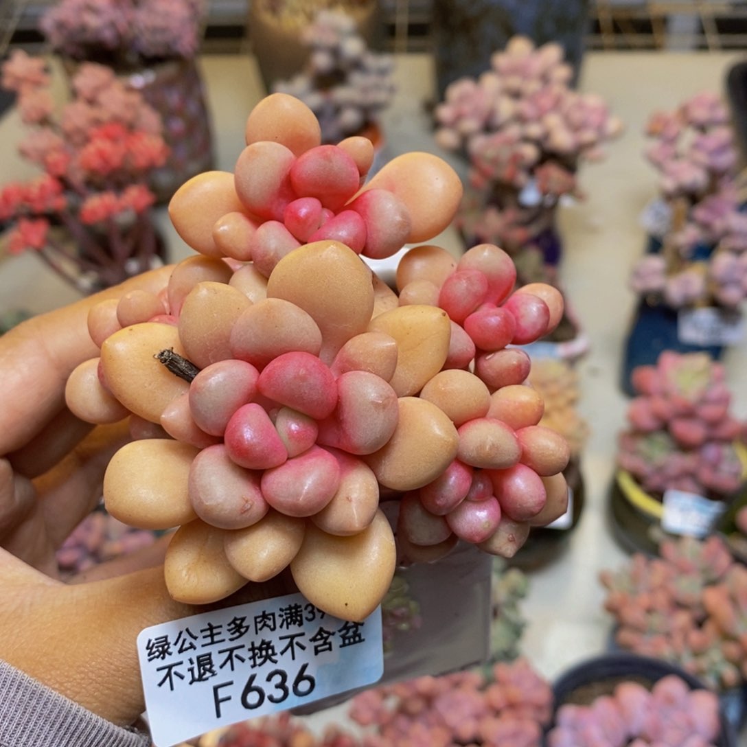 636先锋派多肉7c m