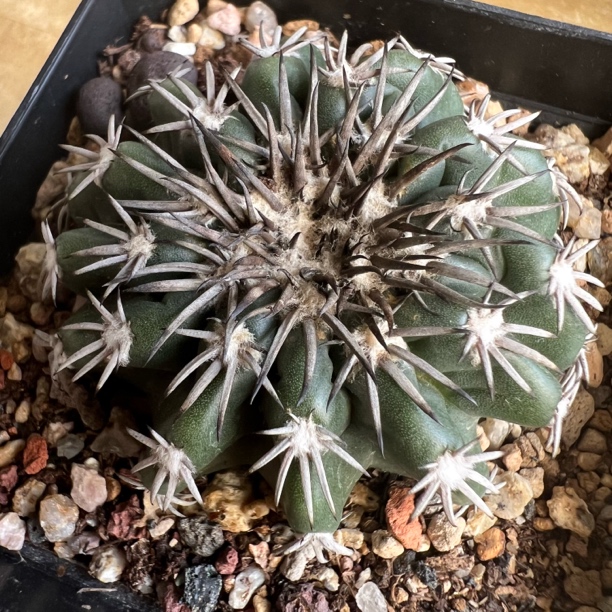 奇特圆盘玉实生仙人球块根多肉植物绿植盆栽龙舌兰卧牛