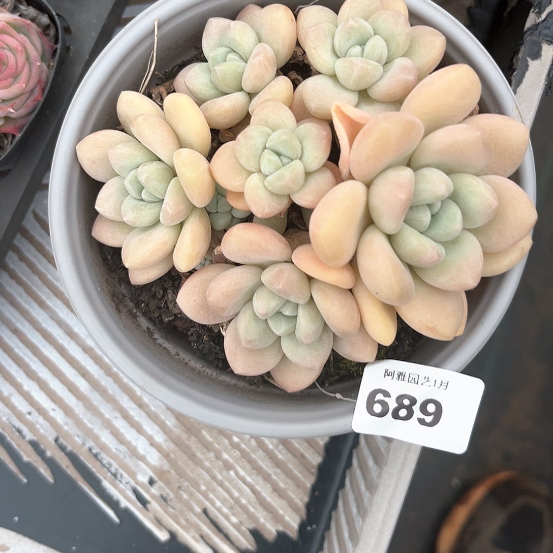 阿雅园艺。       689