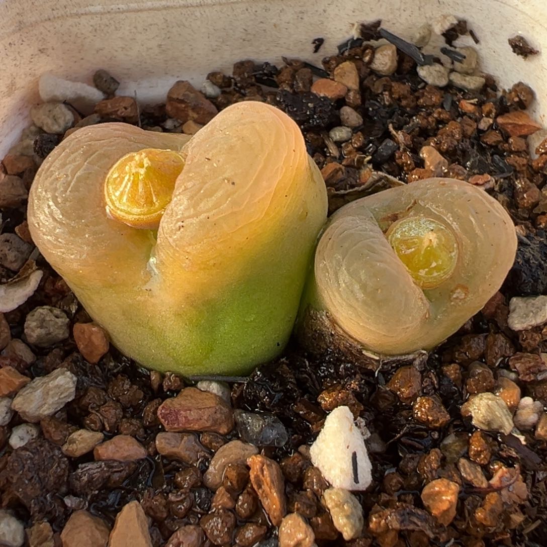 185多肉植物种类多样