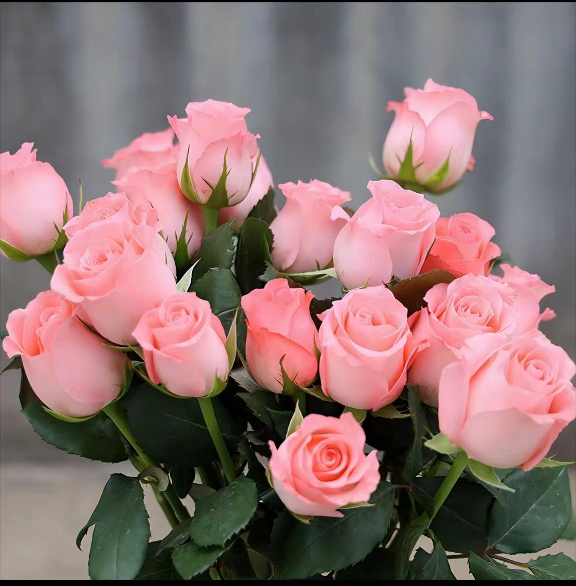 【玫瑰福利】戴安娜粉玫瑰水养花云南昆明鲜花直播间现场直播卖花