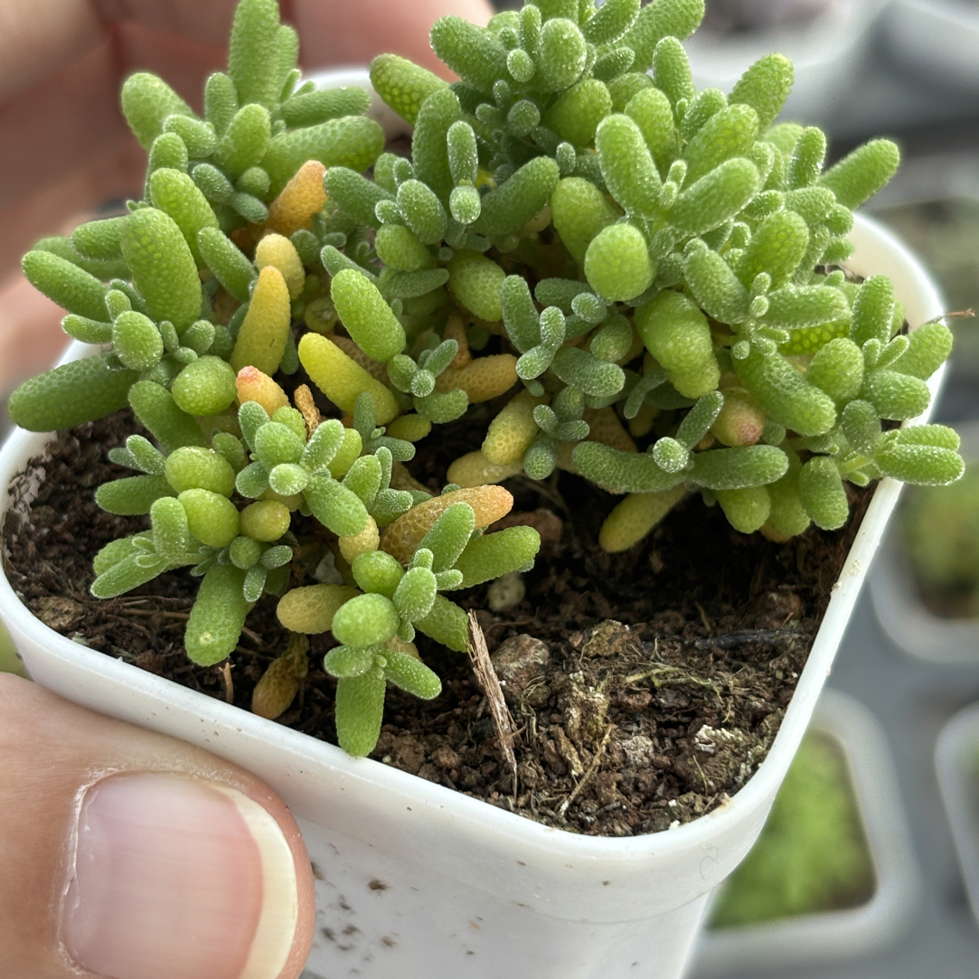 精品蜜橘糖球杆锦多肉植物满15包邮