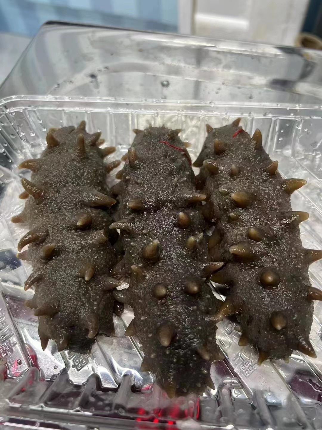 晟天鲜食海参6-7头