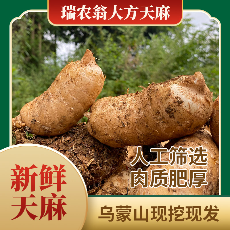 瑞农翁大方鲜天麻带泥现挖现发 贵州特产乌蒙山野外种植保汤佳品