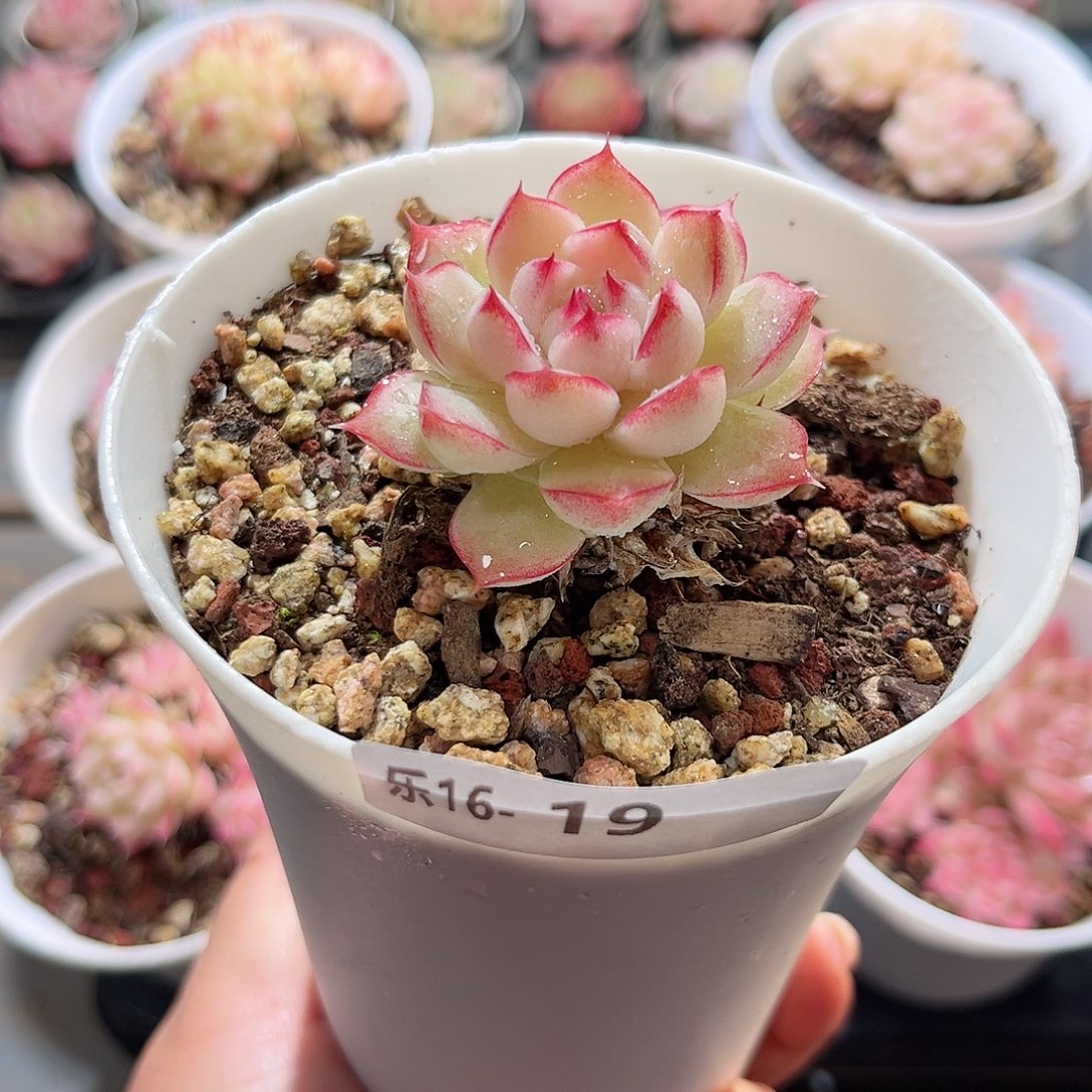 木乐16-19女王单头