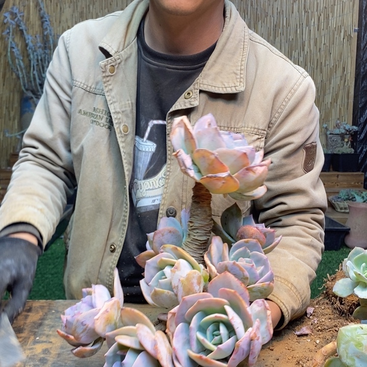 开***B313 号白凤多肉植物