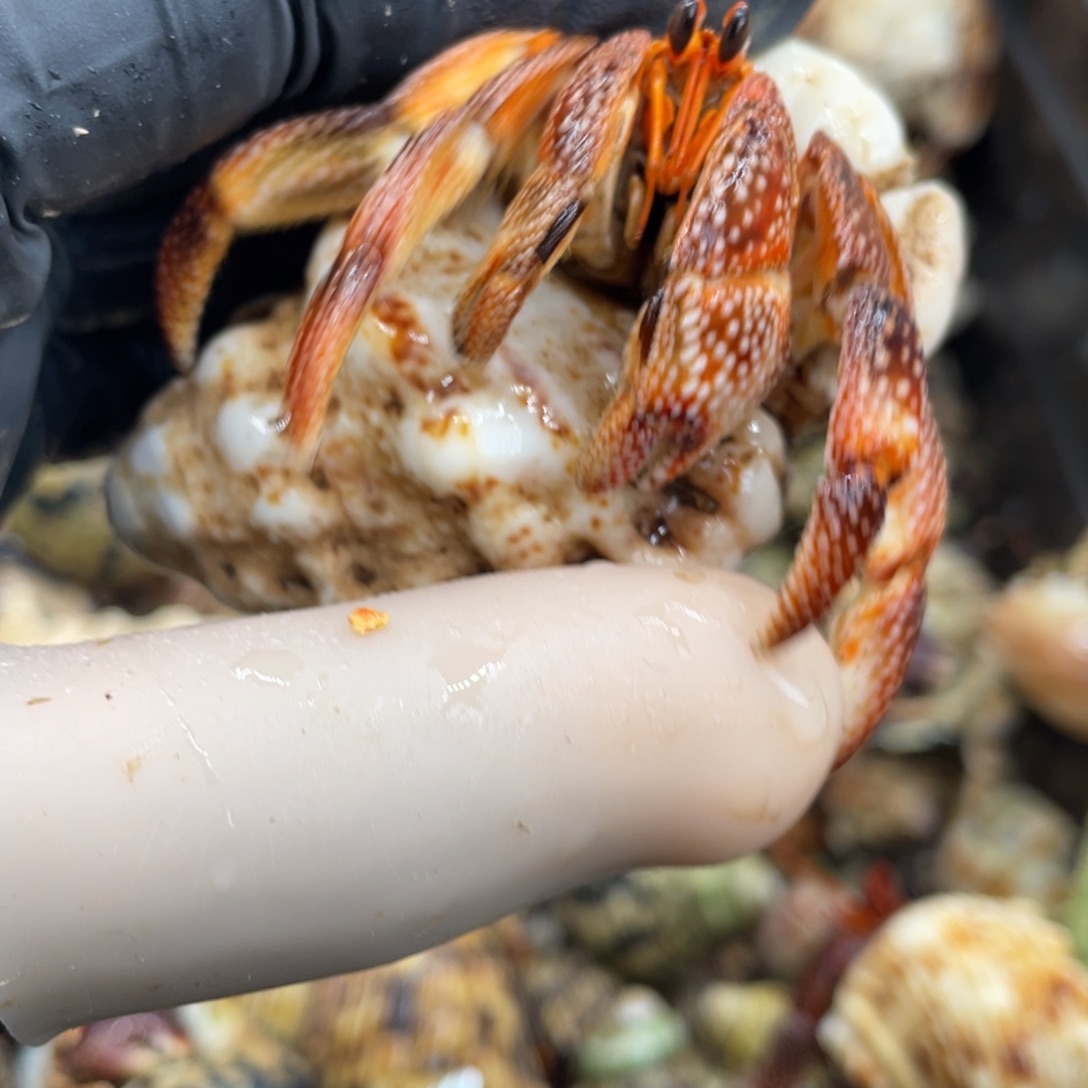 不退不换活体宠物176