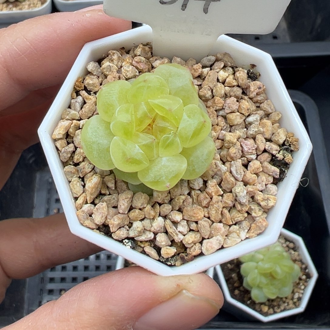 ****‍374号财富密码蜜语