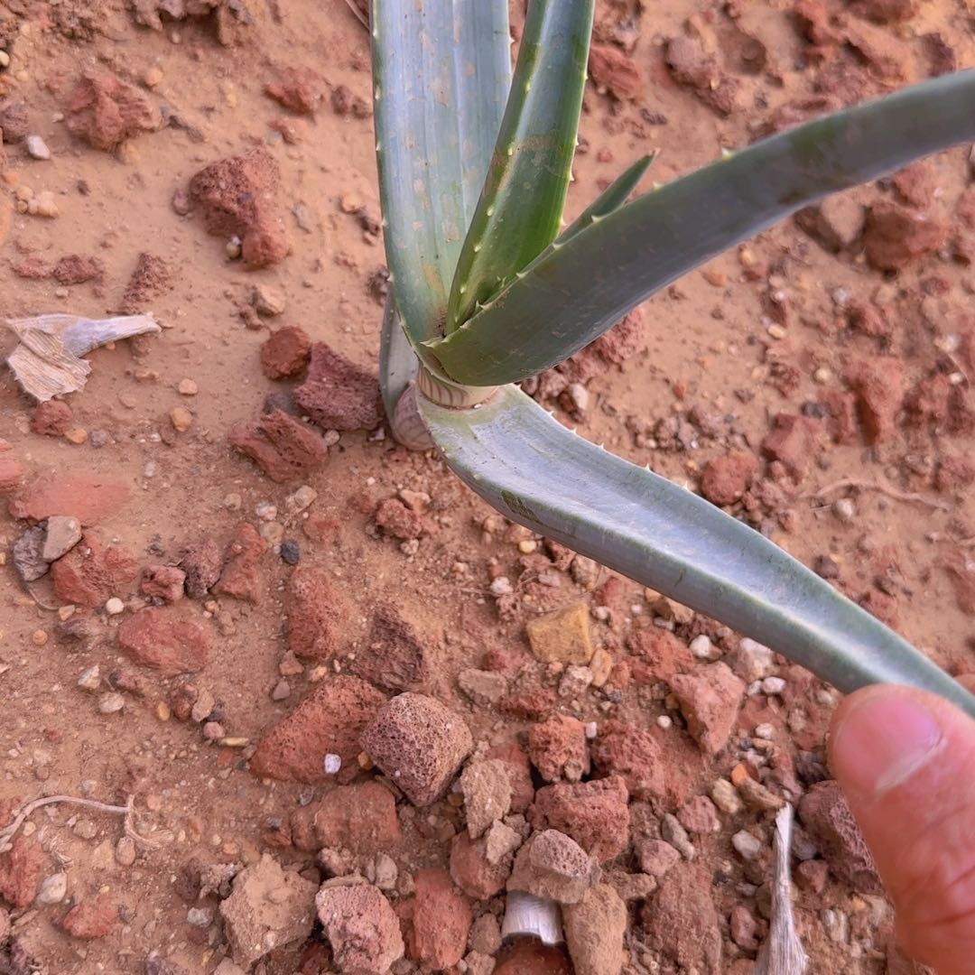 小***嘛块根植物块根植物