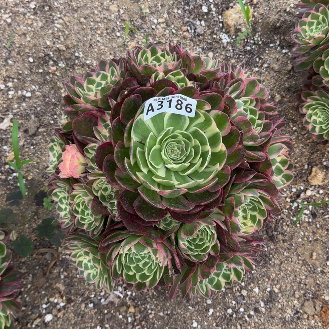 3186海王多肉植物