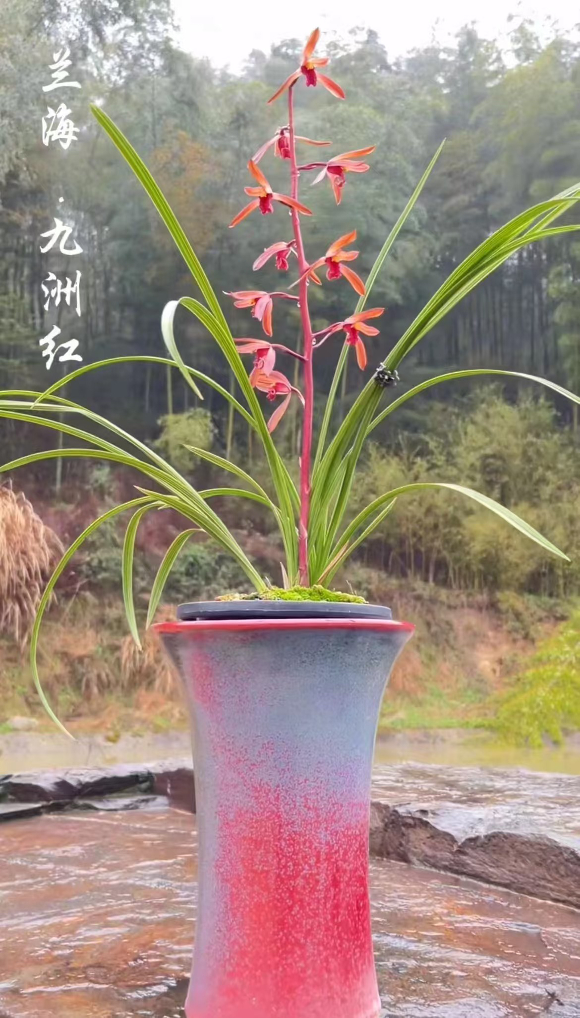 贵州兰花 直播间一物一拍 裸根发货