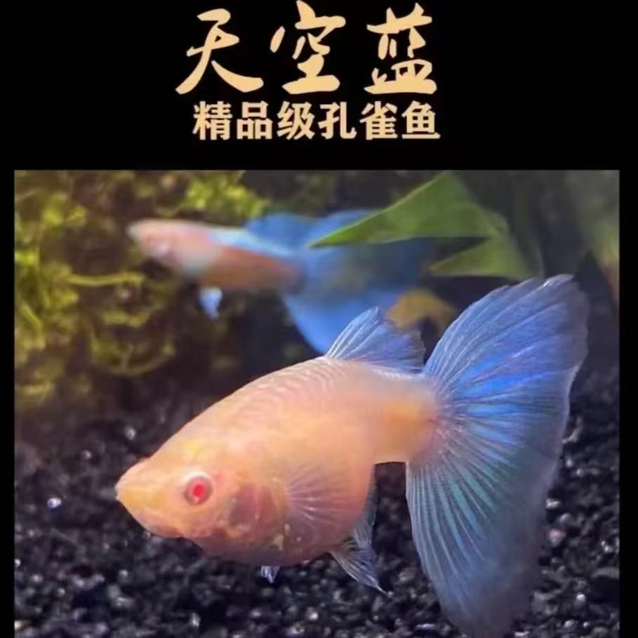 精品天空蓝孔雀鱼大种鱼带肚孕母小型热带观赏鱼适合新手饲养