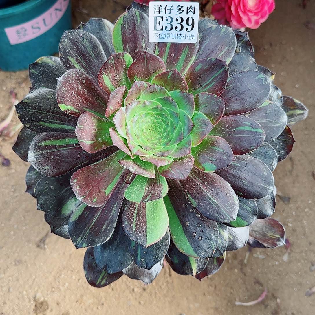 339水墨丹青 冠幅20左右