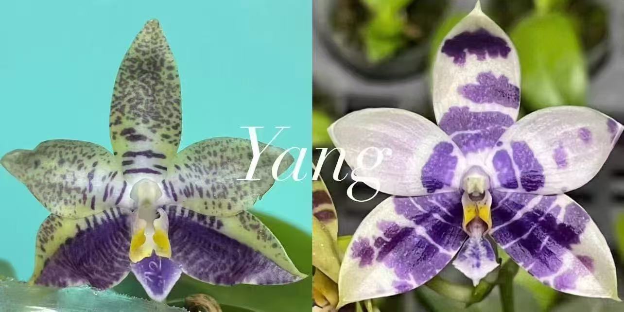 1.7寸 YC46-苗 叶瑕无根 原生趣味兰花 蝴蝶兰