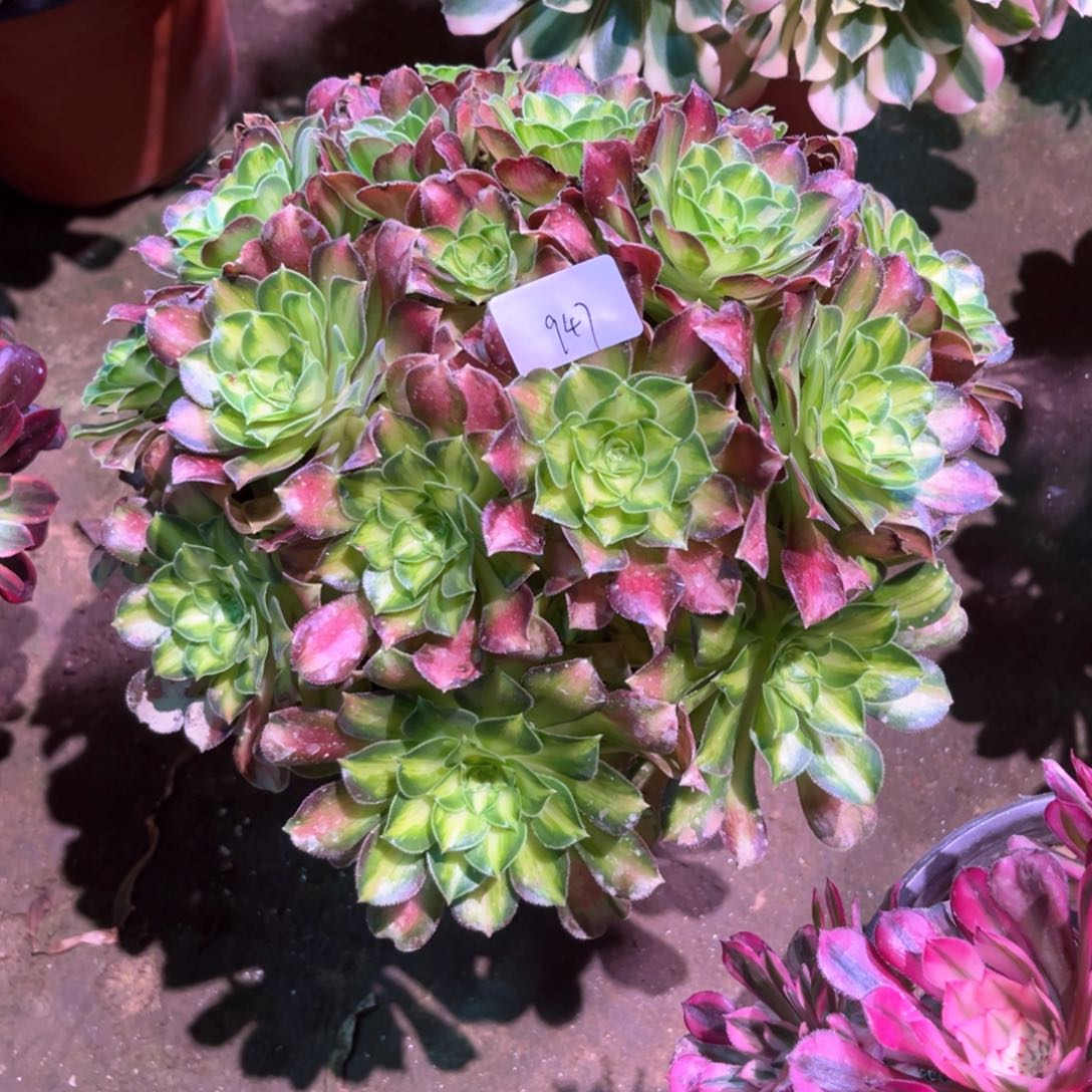 多肉植物韶华947