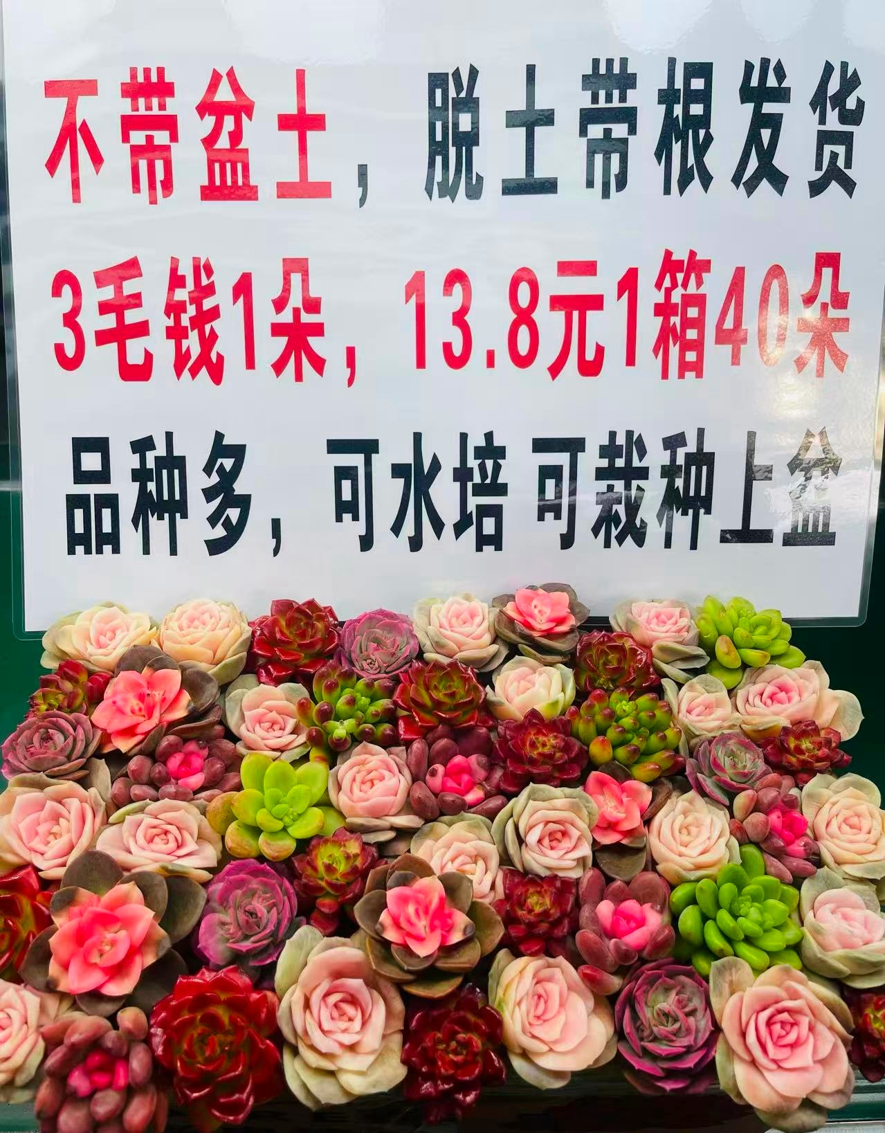 脱土精品多肉一箱5-10个品种    好种好养   适合新手
