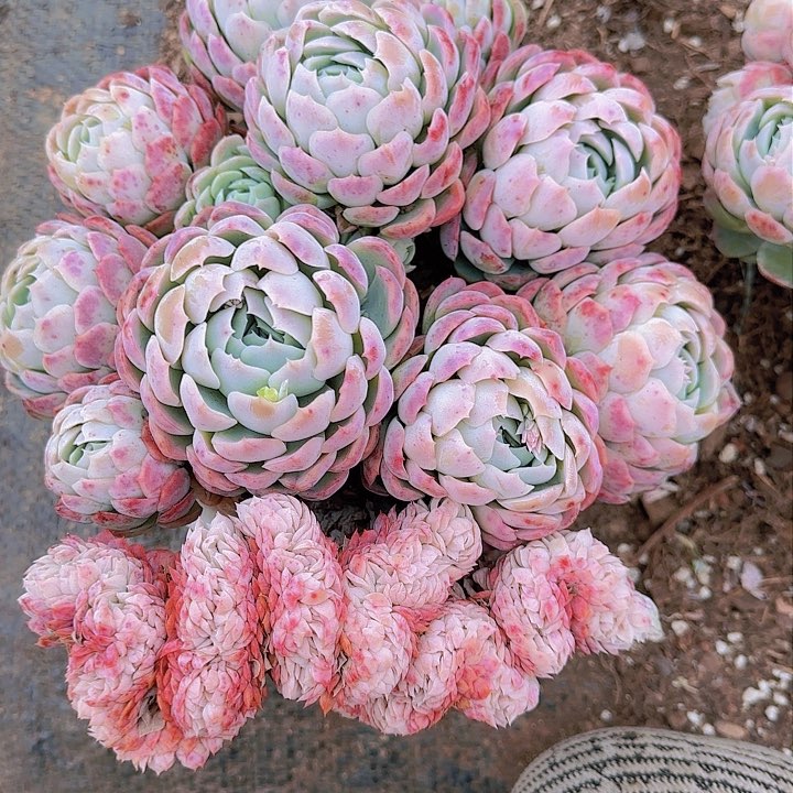 桔*子我们都是在等着看的