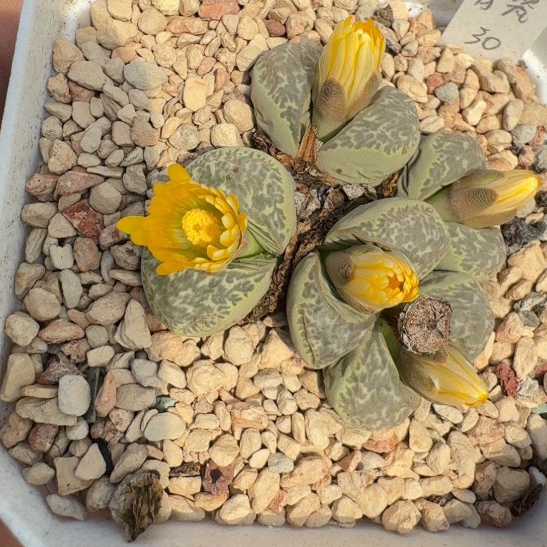 蘑菇蘑菇1068青瓷玉