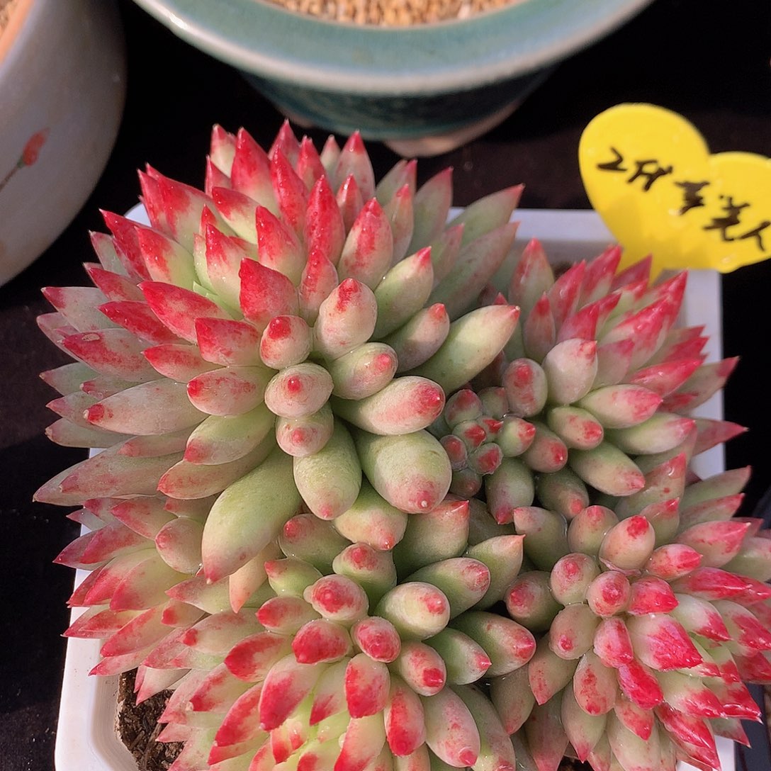 1代虞美人多肉一物一拍