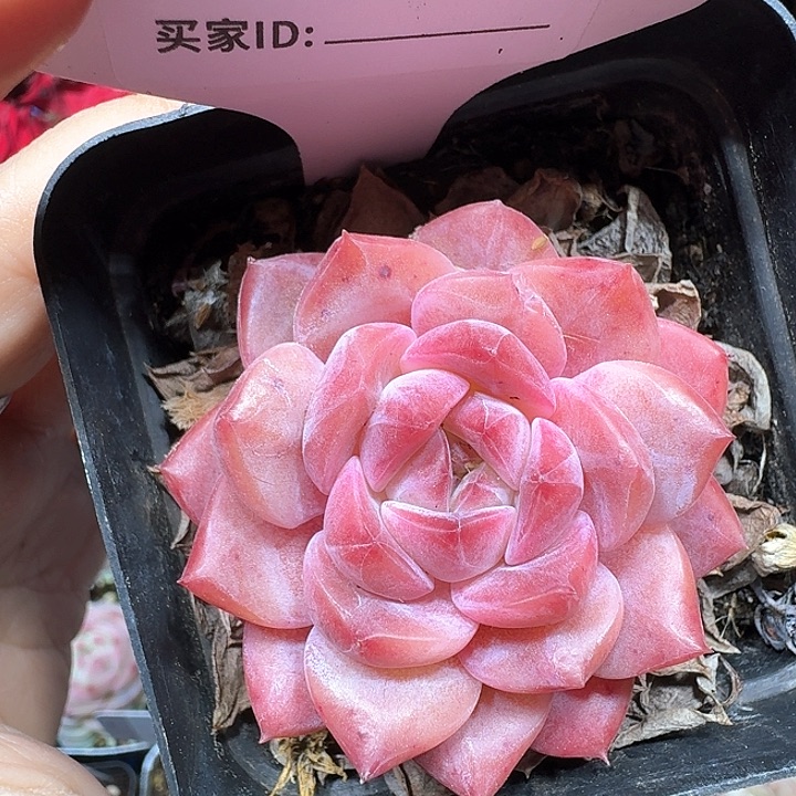 冰糖水晶多肉植物020