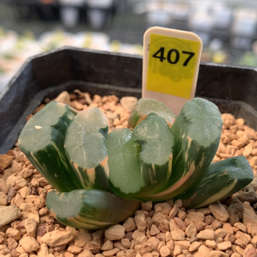 【闪购商品】407大明湖