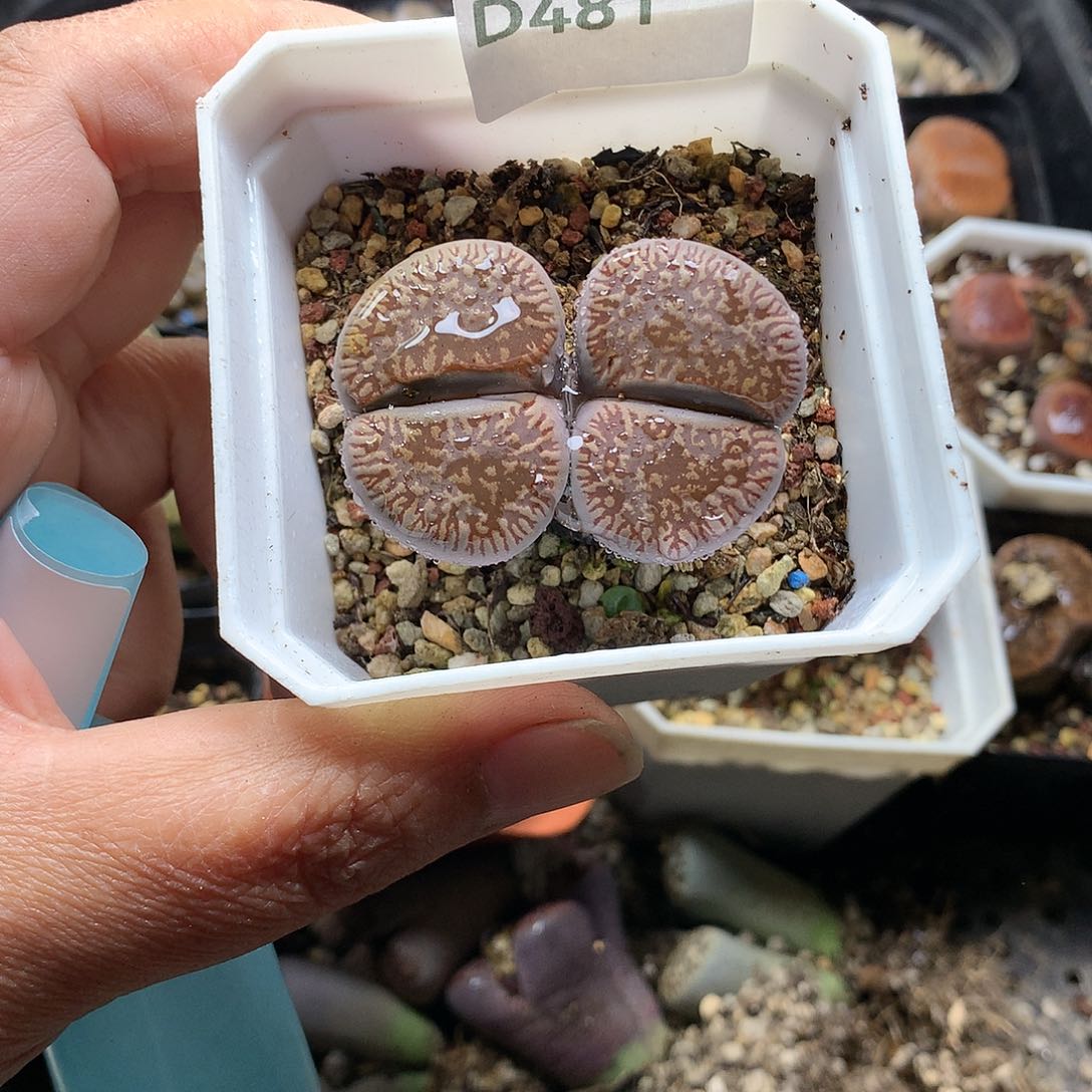 D481多肉植物保护研究所