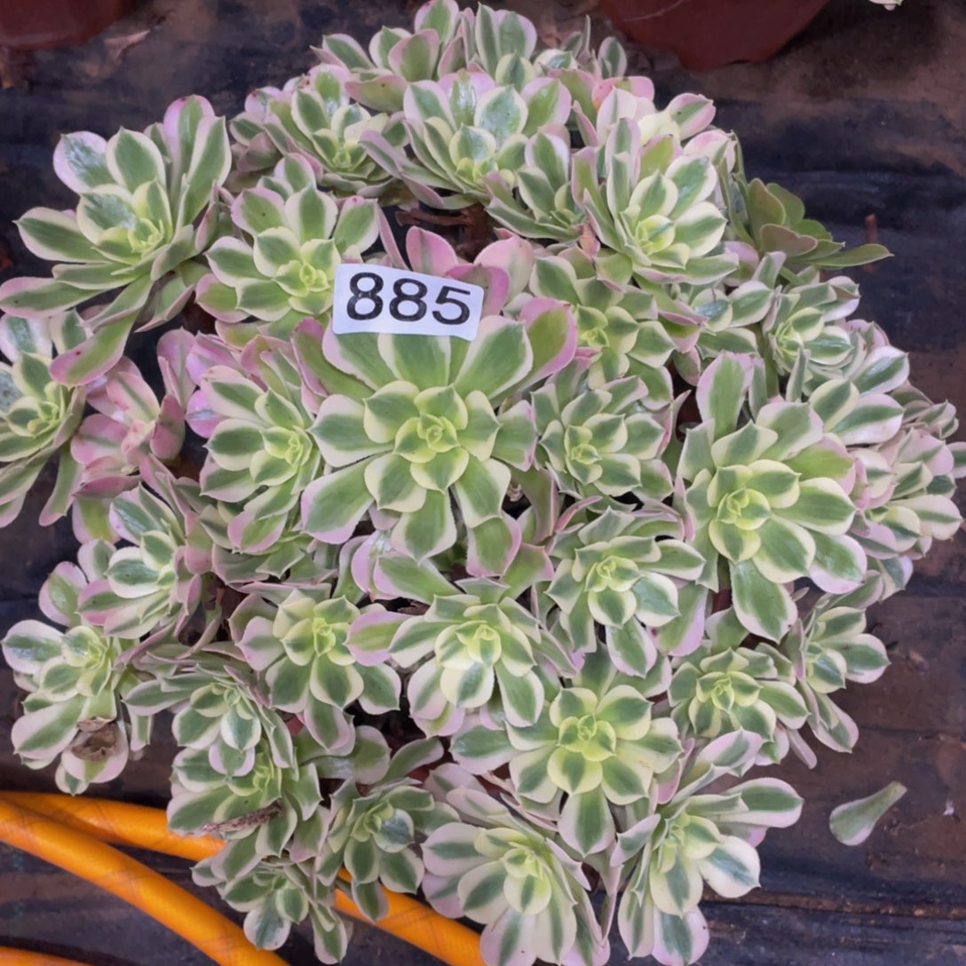 885白凤111111多肉