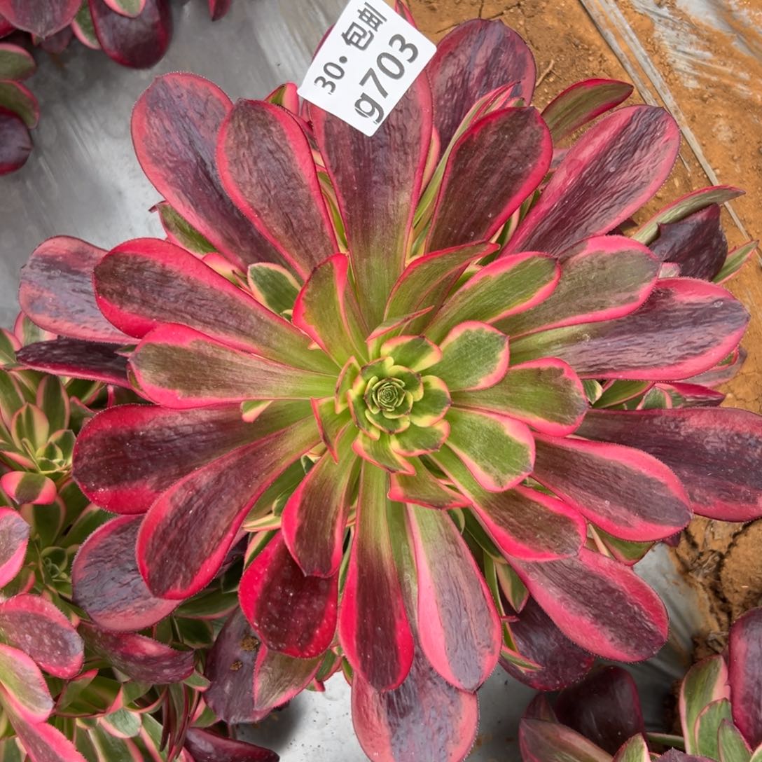 703 多肉法师美杜莎