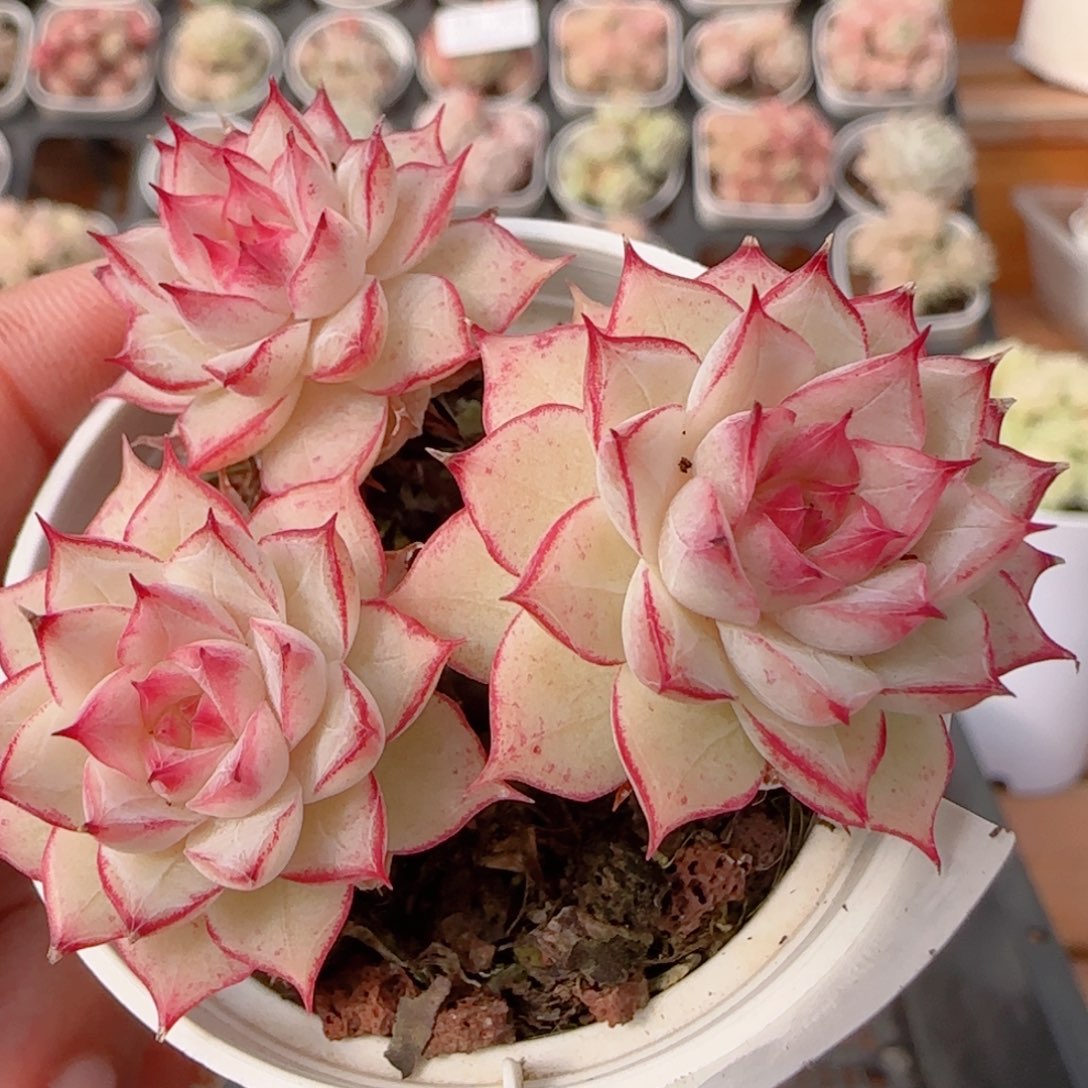 花语多肉0102-235女王散