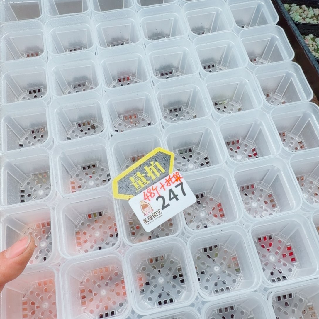 多肉植物多肉植物